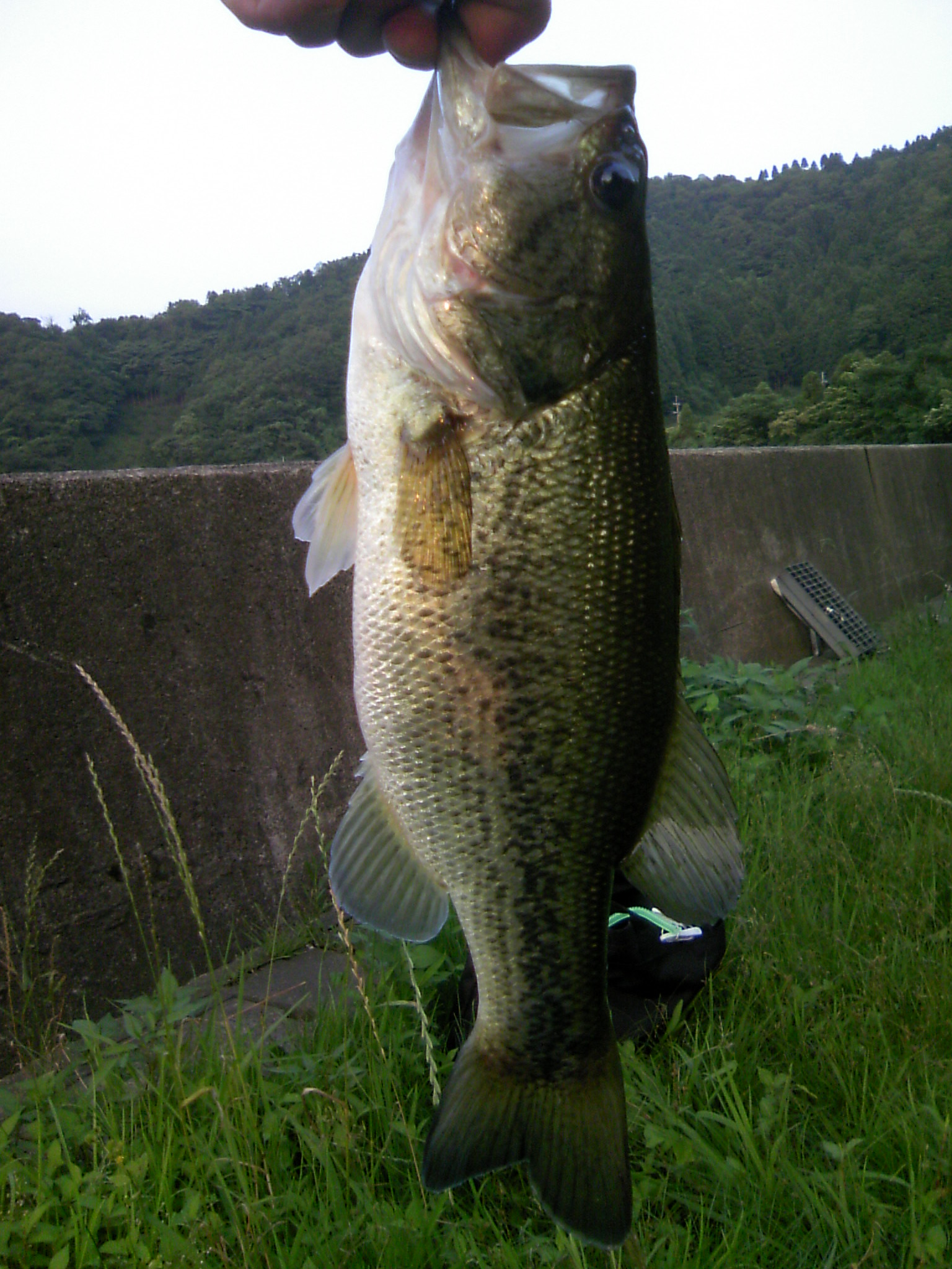 琵琶湖 若狭で バス釣り 海釣り